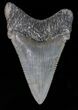Excellent, Angustidens Tooth - Megalodon Ancestor #40640-1